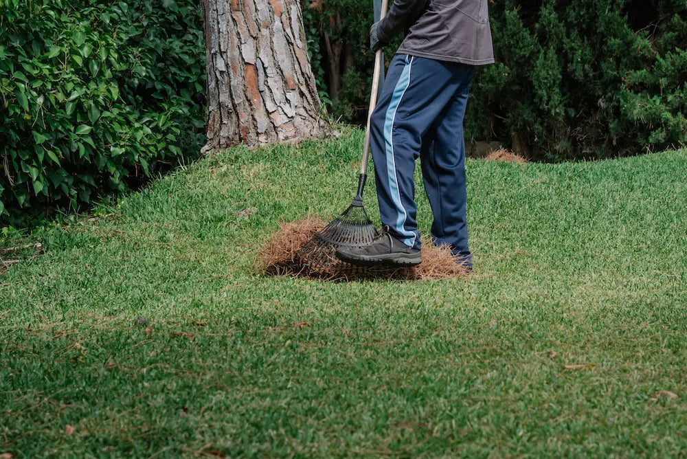 9 Common Myths About Lawn Thatch: Debunking Misconceptions