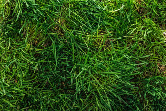 Choosing the Right Grass for Your Climate: A Regional Guide