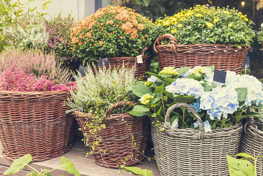 Fall Flower Bed Care: Should You Remove Leaves, the Best Flowers, and How to Clean Up