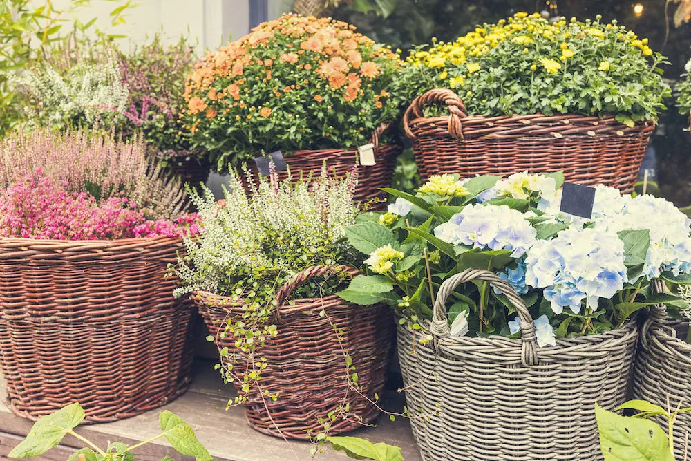 Fall Flower Bed Care: Should You Remove Leaves, the Best Flowers, and How to Clean Up