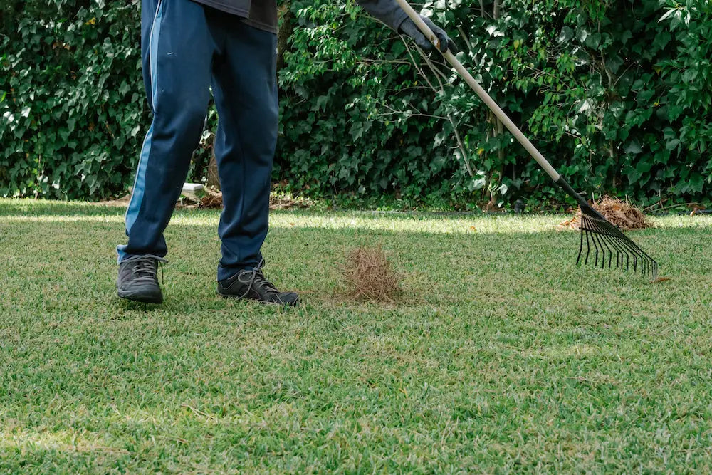 How to Identify and Treat Thatch Build-Up in Your Lawn