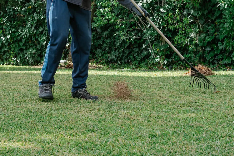 How to Identify and Treat Thatch Build-Up in Your Lawn – Garages ...