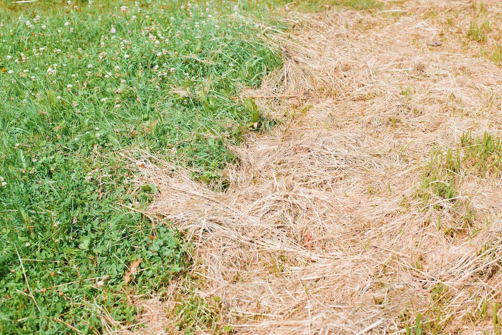 Seasonal Guide to Thatch Management: Tips for Spring, Summer, and Fall