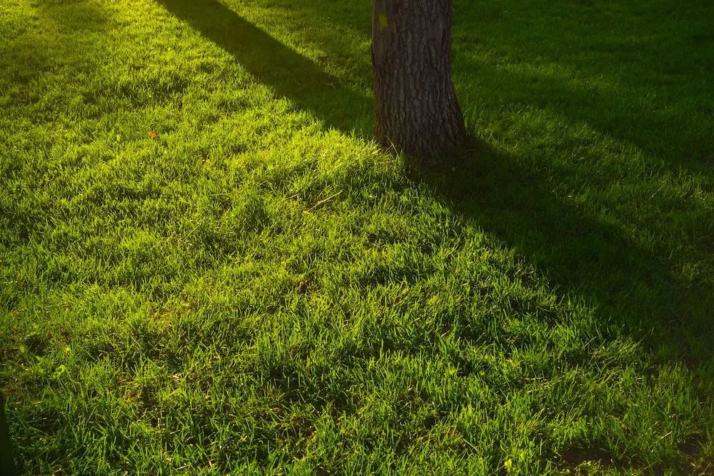 Shade-Tolerant Grasses: Best Options for Low-Light Lawns