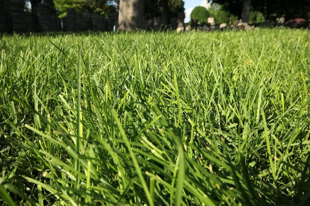 The Pros and Cons of Bermuda Grass: Is It Right for Your Lawn?