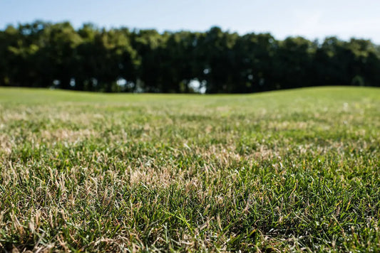 Understanding Lawn Thatch: What It Is and How to Manage It