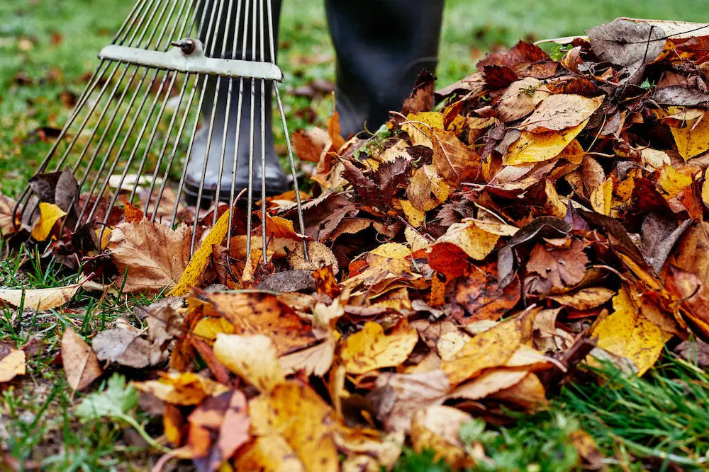 Why Rake Leaves? Unveiling the Benefits of Leaf Removal