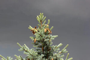Grand-Duchess-Christmas-Tree-Luxurious-Full-Timeless-Elegance Garages & WorkShops