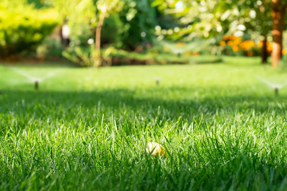 Low-Maintenance-Grasses-Top-Choices-for-Easy-Lawn-Care Garages & WorkShops