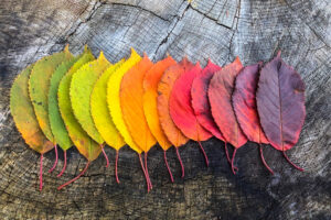 different colors on fall leaves