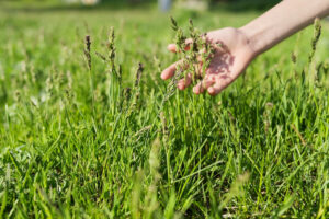 Weed-and-Feed-The-Key-to-Simultaneous-Weed-Control-and-Lawn Garages & WorkShops